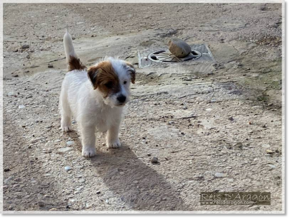 Chiot Jack Russell Terrier Campanilla de Reis D'Aragón