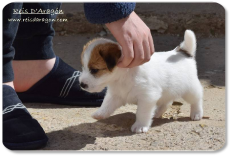 Chiots Jack Russell Terrier portée "E" de Reis D'Aragón