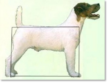 Estándar oficial del Jack Russell Terrier