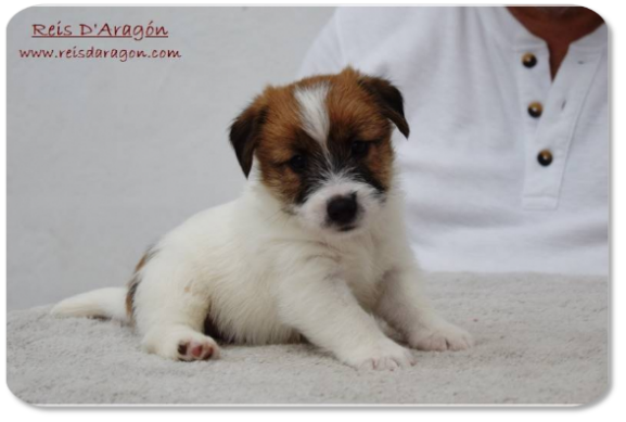 Cachorro Jack Russell Terrier camada "D" de Reis D'Aragón