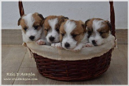 Puppies Jack Russell Terrier from previous litters