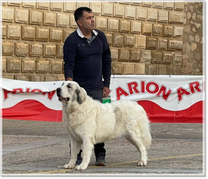 Specialty Dogshow Pyrenean Mastiff Fañanas de Reis D'Aragón