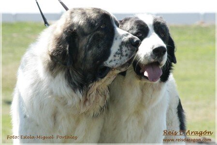 Two Pyrenean mastiffs from Reis D'Aragón