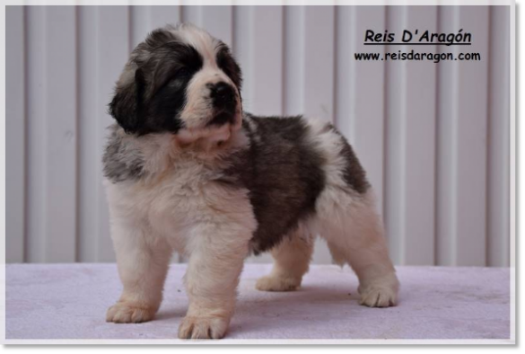 Puppies Pyrenean Mastiff - Breeder of Pyrenean Mastiff and Jack Russell ...