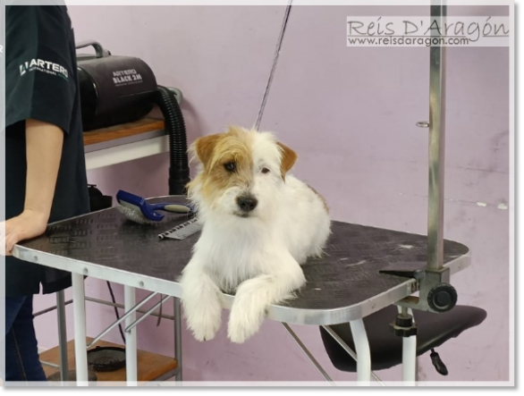 Jack Russell Terrier Campanilla de Reis D'Aragón