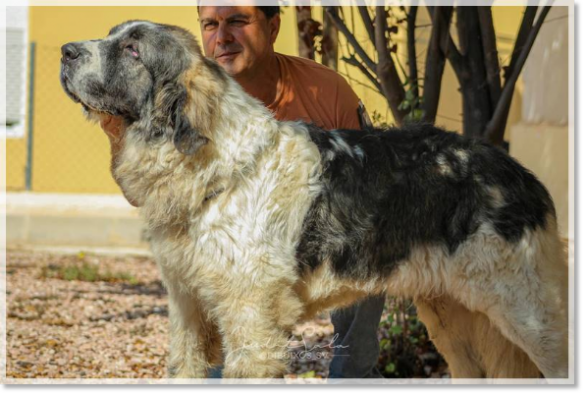 Father of the puppies Ludowing Kuonohovin