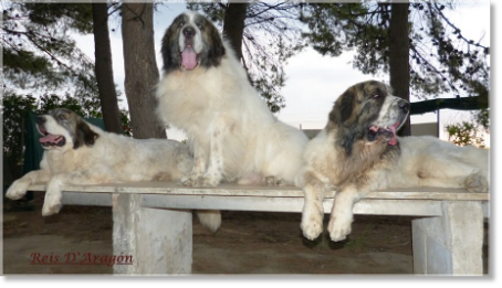 Pyrenean Mastiffs in Reis D'Aragón