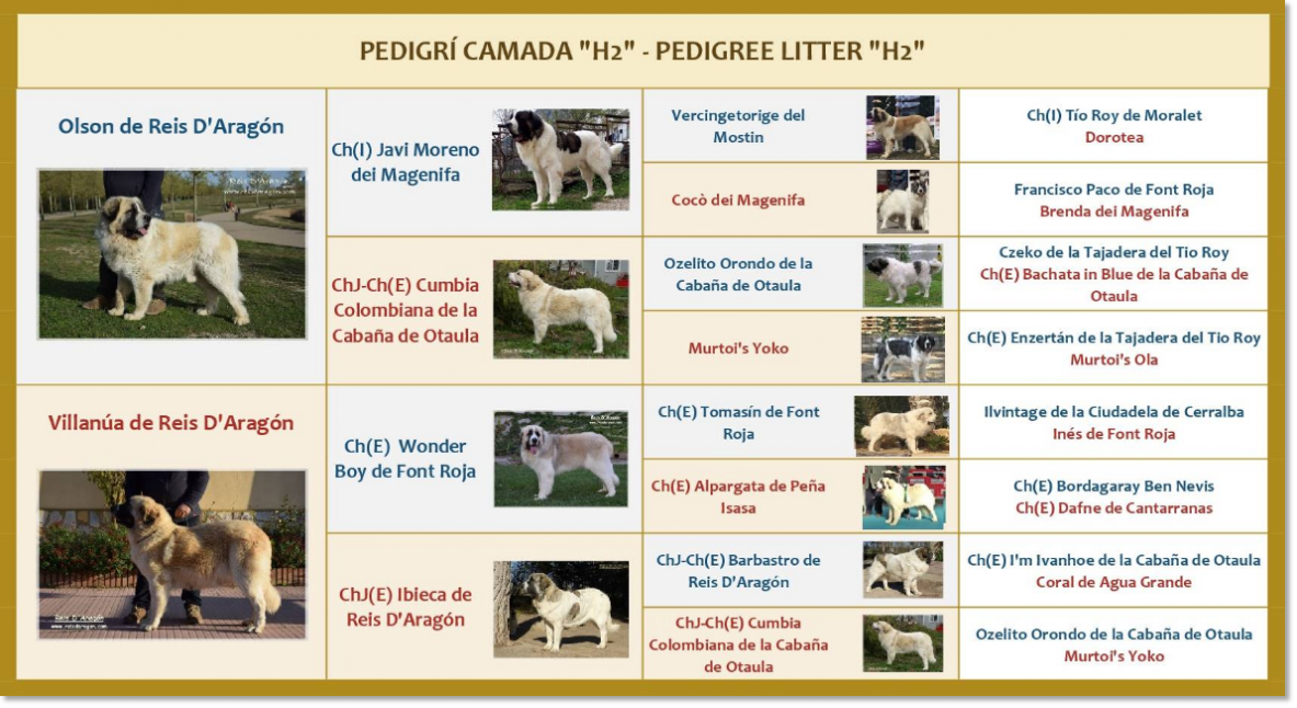 Pedigree of Reis D'Aragón's H2 puppies