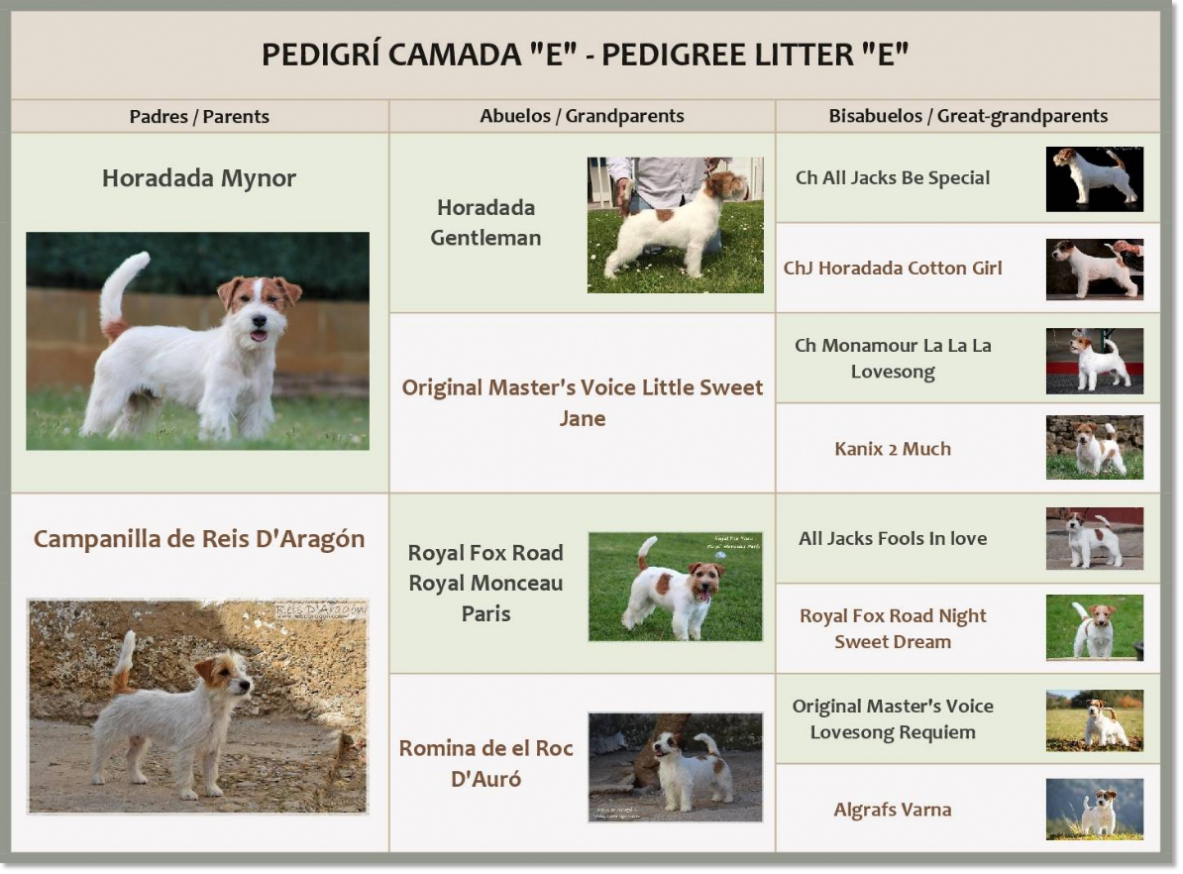 Pedigree of the Jack Russell Terrier puppies of Reis D'Aragón