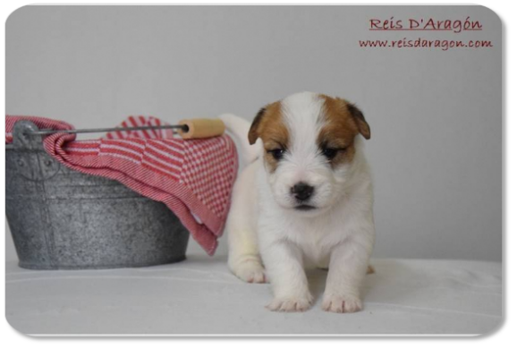 Jack Russell Terrier puppy litter "E" from Reis D'Aragón