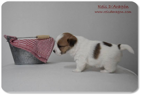 Jack Russell Terrier puppy litter "E" from Reis D'Aragón