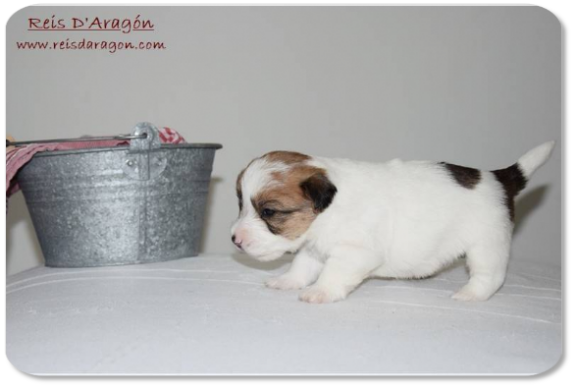 Jack Russell Terrier puppy litter "E" from Reis D'Aragón