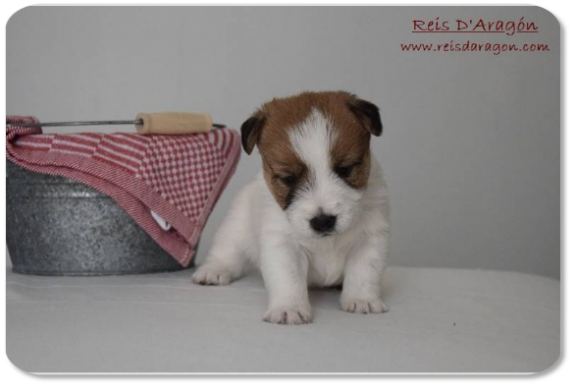 Jack Russell Terrier puppy litter "E" from Reis D'Aragón