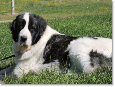 Giuditta de Montale "Giudi", female Pyrenean Mastiff resting on the grass outdoors.