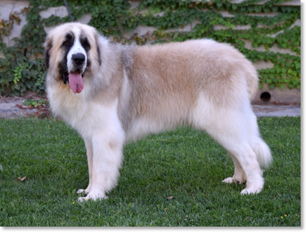 Wonder Boy de Font Roja "Wonder", adult male Pyrenean Mastiff in a natural stance displaying a balanced and powerful structure.