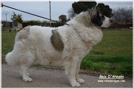 Pyrenean mastiff Osia de Reis D'Aragón