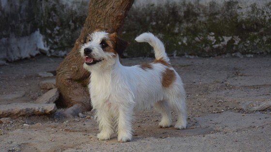 Wire-haired Jack Russell Terrier, small, intelligent and cheerful, raised in a family environment in Spain