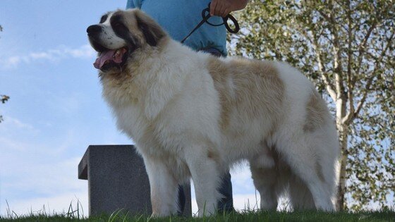 Adult Pyrenean Mastiff, a large and well-balanced dog, raised in a family environment in Spain