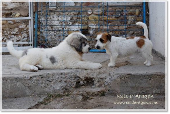 Pyrenean Mastiff puppy and Jack Russell Terrier female