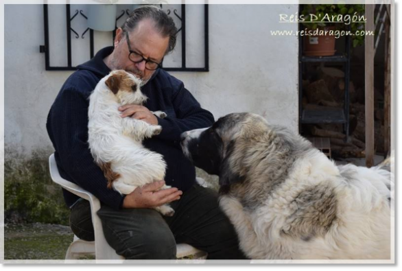 With Champi, Jack Russell Terrier, and Yuma, Pyrenean Mastiff