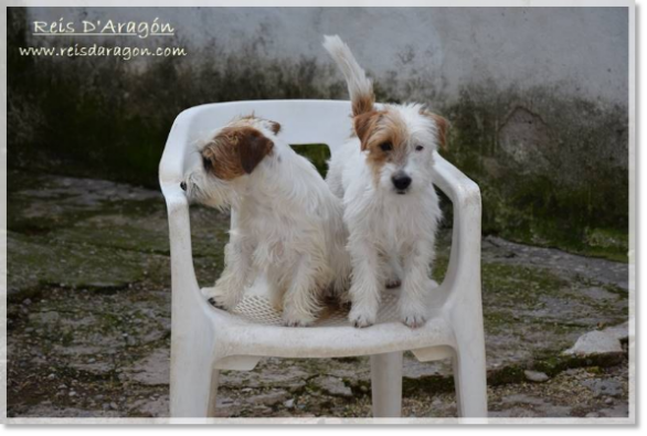 Romi and Campanilla, female Jack Russell Terriers