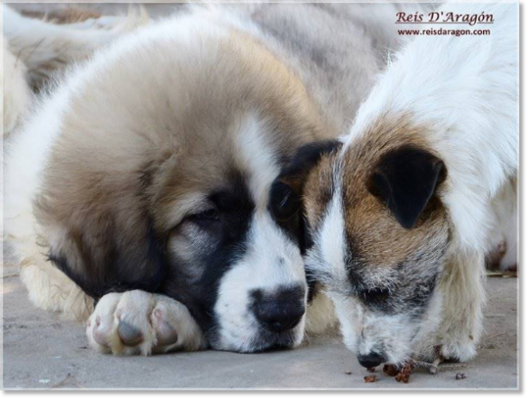 Pyrenean Mastiff puppy and Jack Russell Terrier female