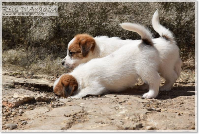 Caring the puppy Jack Russell Terrier