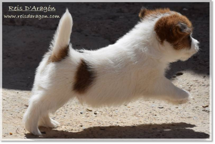 Caring the puppy Jack Russell Terrier