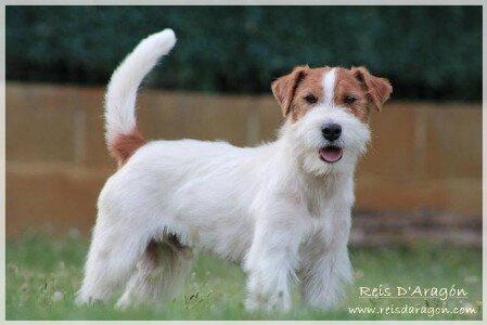 Jack Russell Terrier of Reis D'Aragón