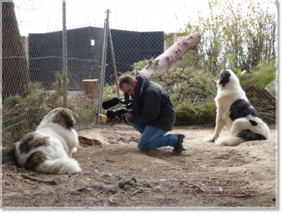A cameraman from Aragón TV films Barbastro de Reis D’Aragón, a Pyrenean Mastiff lying on the ground, and Giuditta de Montale, sitting nearby, during the filming of “La Madriguera” at our kennel.