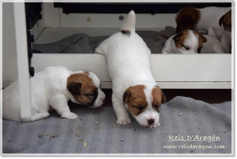 A litter of Jack Russell Terrier puppies stepping out of their wooden house to explore.