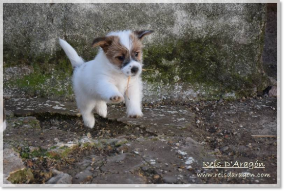 Puppy Jack Russell Terrier from Reis D'Aragón. Litter "D"