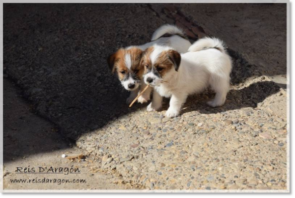 Puppies Jack Russell Terrier from Reis D'Aragón. Litter "D"