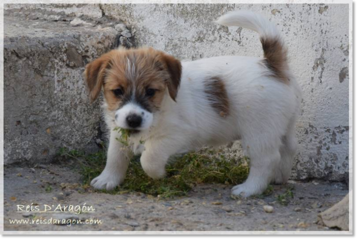 Caring the puppy Jack Russell Terrier