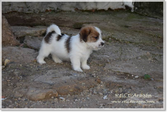 Puppy Jack Russell Terrier from Reis D'Aragón. Litter "D"