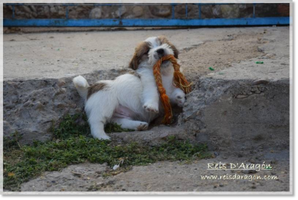 Puppy Jack Russell Terrier from Reis D'Aragón. Litter "D"