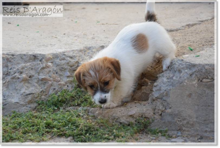 Caring the puppy Jack Russell Terrier