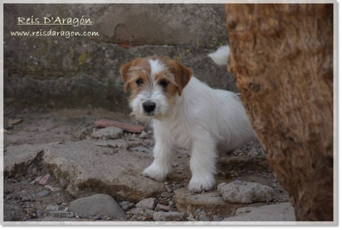 Buying a puppy Jack Russell Terrier