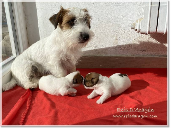 Jack Russell Terrier puppies with their mother