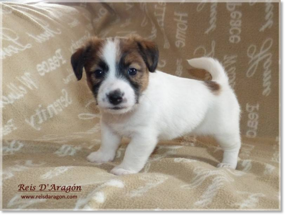 Puppy Jack Russell Terrier from Reis D'Aragón. Litter "B"