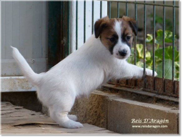 Puppy Jack Russell Terrier from Reis D'Aragón. Litter "B"