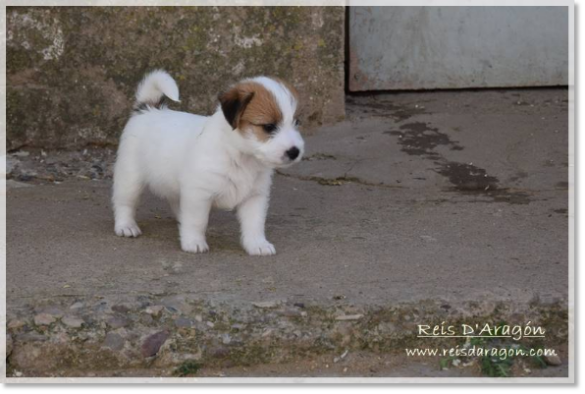 Puppy Jack Russell Terrier from Reis D'Aragón. Litter "E"