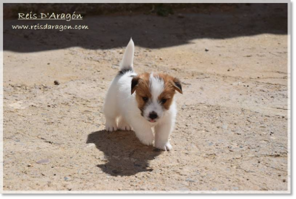 Puppy Jack Russell Terrier from Reis D'Aragón. Litter "E"