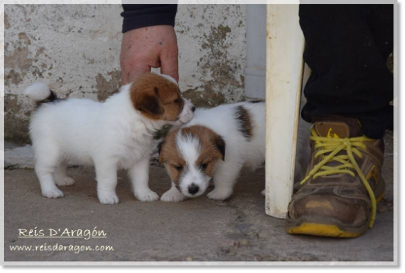 Puppies Jack Russell Terrier from Reis D'Aragón. Litter "E"