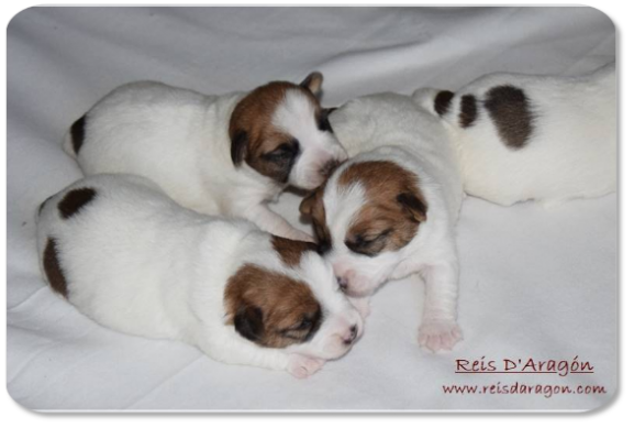 Jack Russell Terrier puppies litter "F" from Reis D'Aragón