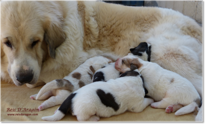 Pyrenean Mastiff with four young puppies raised in a family environment at Reis D’Aragón kennel
