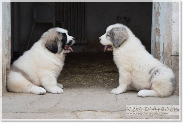 Pyrenean Mastiff puppies litter "F2"