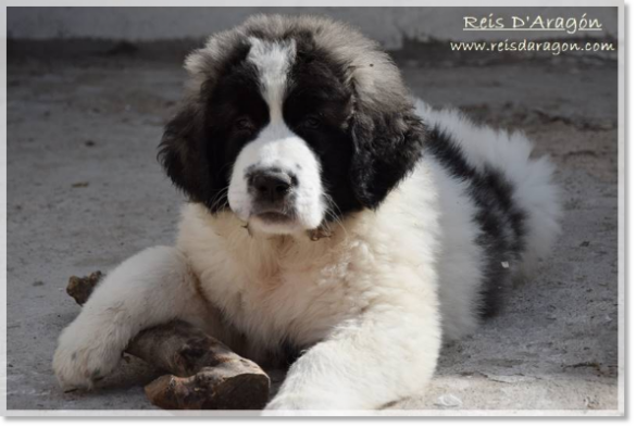 Pyrenean Mastiff puppy litter "F2"