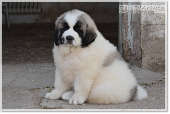 Pyrenean Mastiff puppy litter "F2"