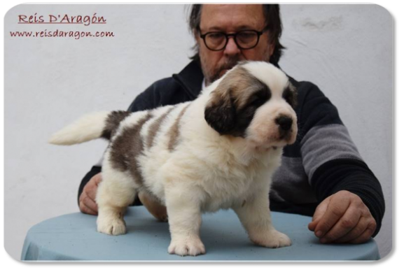 Pyrenean Mastiff puppy litter "H2" from Reis D'Aragón